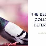 best bird collision deterrence